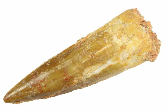 Fossil Spinosaurus Tooth - Real Dinosaur Tooth #346893
